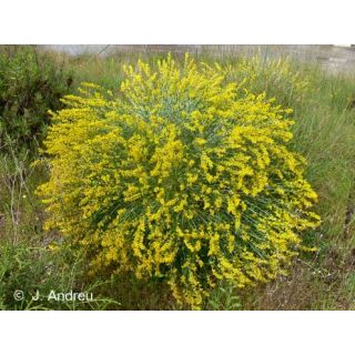 Compra ALBAIDA (100 gr.). en la tienda online Fito Agrícola