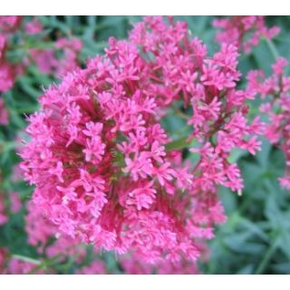 Compra VALERIANA ROJA (10 gr.). en la tienda online Fito Agrícola