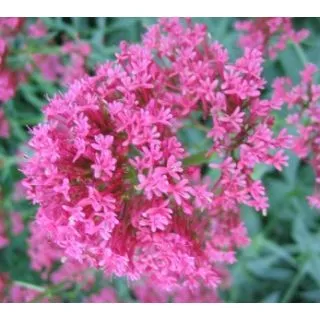Compra VALERIANA ROJA (10 gr.). en la tienda online Fito Agrícola