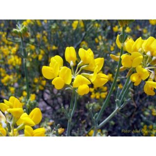 Compra CORONILLA (100 gr.). en la tienda online Fito Agrícola