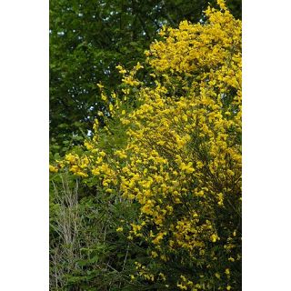 Compra ESCOBÓN (100 gr.). en la tienda online Fito Agrícola