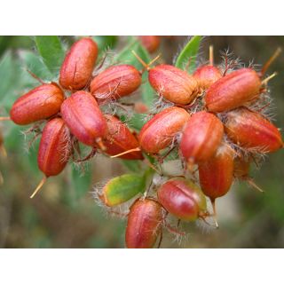 Compra BOCHA (10 gr.). en la tienda online Fito Agrícola