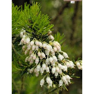 Compra BREZO BLANCO (10 gr.). en la tienda online Fito Agrícola