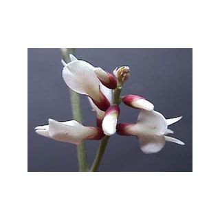 Compra RETAMA BLANCA (100 gr.). en la tienda online Fito Agrícola