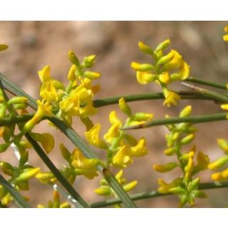 Compra RETAMA (100 gr.). en la tienda online Fito Agrícola