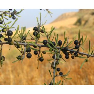 Compra ESPINO NEGRO (10 gr.). en la tienda online Fito Agrícola