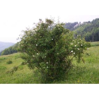 Compra ESCARAMUJO o ROSAL SILVESTRE (100 gr.). en la tienda online Fito Agrícola