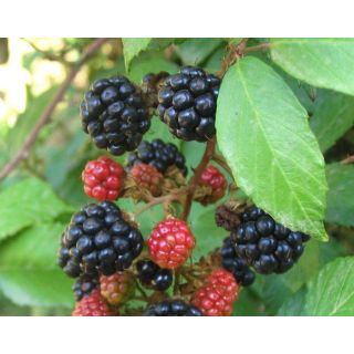 Compra ZARZA SILVESTRE (50 gr.). en la tienda online Fito Agrícola