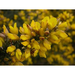 Compra TOJO (50 gr.). en la tienda online Fito Agrícola