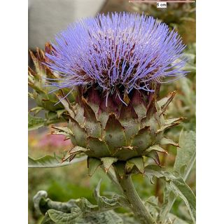 Compra ALCACHOFERA SILVESTRE (50 gr.). en la tienda online Fito Agrícola