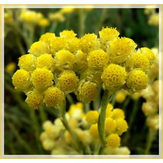 Compra SIEMPREVIVA (10 gr.). en la tienda online Fito Agrícola