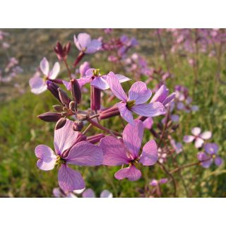 Compra MORICANDIA (100 gr.). en la tienda online Fito Agrícola