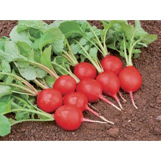 Compra RABANITO SORA (500 gr.). en la tienda online Fito Agrícola