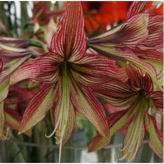 Compra AMARYLLIS MYSTICA ® en la tienda online Fito Agrícola