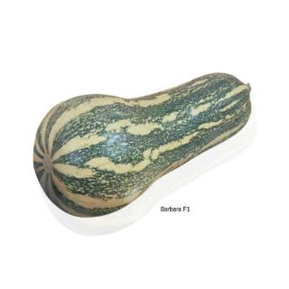 Compra CALABAZA BARBARA F1 (1000 Semillas). en la tienda online Fito Agrícola