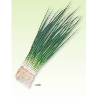 Compra CEBOLLINO TOTEM (100.000 Semillas). en la tienda online Fito Agrícola