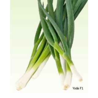 Compra CEBOLLINO YODA (100.000 Semillas). en la tienda online Fito Agrícola