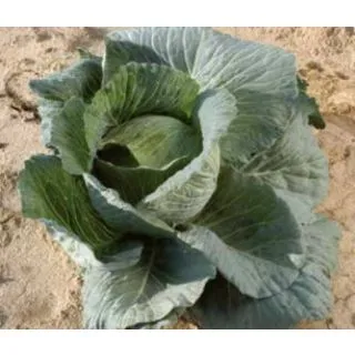 Compra COL SATURN Nº 45 F1 (2.500 Semillas) en la tienda online Fito Agrícola