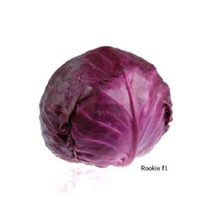 Compra COL LOMBARDA RED ROCKIE F1 (2.500 Semillas) en la tienda online Fito Agrícola