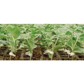 Compra CALABAZA ROUTPOWER F1 (1.000 Semillas) en la tienda online Fito Agrícola