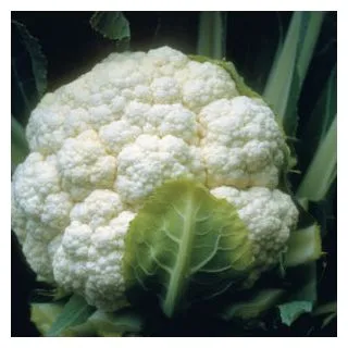 Compra COLIFLOR CANDID CHARM F1 (2.500 Semillas) en la tienda online Fito Agrícola