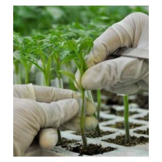 Compra TOMATE AUROCH F1 (1.000 Semillas). en la tienda online Fito Agrícola