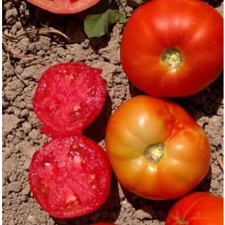 Compra TOMATE BELLA ROSA F1 (1.000 Semillas) en la tienda online Fito Agrícola