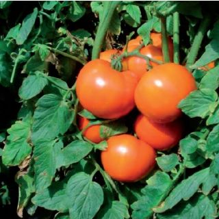 Compra TOMATE TROY F-1 (1.000 Semillas) en la tienda online Fito Agrícola