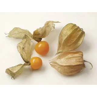 Compra PHYSALIS GOLDITA (250 Semillas). en la tienda online Fito Agrícola