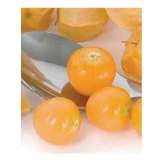 Compra PHYSALIS PRECIOSA (1000 Semillas). en la tienda online Fito Agrícola
