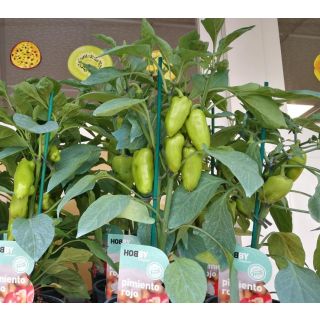Compra PIMIENTO ROJO HOBBY FRESH M13 en la tienda online Fito Agrícola