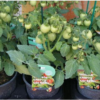 Compra TOMATE CORAZÓN HOBBY FRESH M13 en la tienda online Fito Agrícola