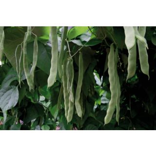 Compra JUDÍA SACHA (25.000 Semillas) en la tienda online Fito Agrícola