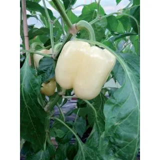 Compra PIMIENTO BELLKARO F1 (1000 Semillas). en la tienda online Fito Agrícola