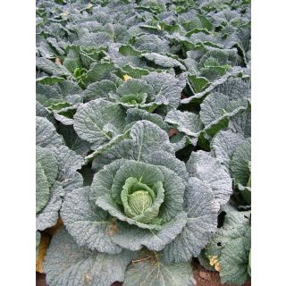 Compra COL RESOLUTION F1 (2.500 Semillas) en la tienda online Fito Agrícola