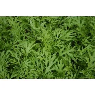 Compra MOSTAZA GOLDEN STREAKS BABY LEAF (100.000 Semillas) en la tienda online Fito Agrícola