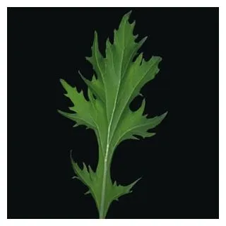 Compra MIZUNA GREENS KYOTO (100.000 Semillas) en la tienda online Fito Agrícola