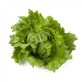 Compra LECHUGA TOSCANAS RZ Pildorada (5.000 Semillas). en la tienda online Fito Agrícola