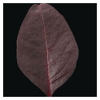 Compra AMARANTO GARNET RED (10.000 Semillas) en la tienda online Fito Agrícola