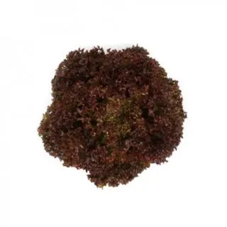 Compra LECHUGA MONZA RZ Pildorada (5.000 Semillas). en la tienda online Fito Agrícola