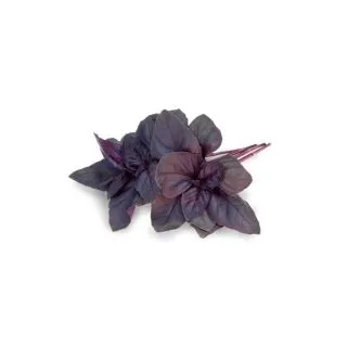 Compra ALBAHACA CRIMSON KING (100.000 Semillas) en la tienda online Fito Agrícola