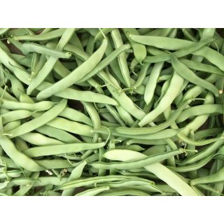 Compra JUDÍA ORIOLA (SF 08/03) (50.000 Semillas) en la tienda online Fito Agrícola