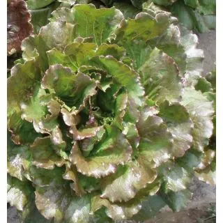 Compra LECHUGA CANASTA (50 gr.). en la tienda online Fito Agrícola