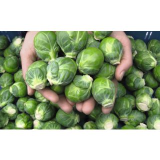 Compra COL DE BRUSELAS DIVINO F1 ECOLÓGICA Precisión (1.000 Semillas) en la tienda online Fito Agrícola