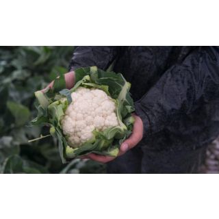 Compra COLIFLOR ALCALA F-1 Precisión (2.500 Semillas) en la tienda online Fito Agrícola