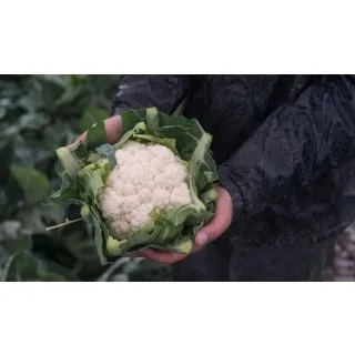 Compra COLIFLOR ALCALA F-1 Precisión (2.500 Semillas) en la tienda online Fito Agrícola