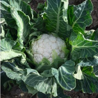 Compra COLIFLOR BILBAO F-1 Precisión (2.500 Semillas) en la tienda online Fito Agrícola