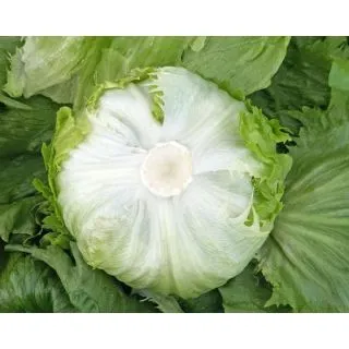 Compra LECHUGA CALARREONA Píldora Sphera (25.000 Semillas) en la tienda online Fito Agrícola