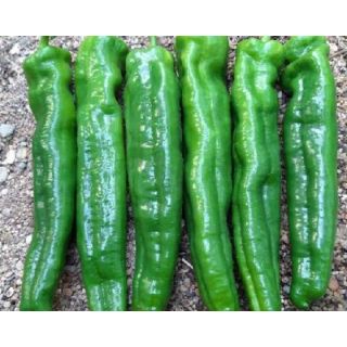 Compra PIMIENTO VARELA F1 (1.000 Semillas) en la tienda online Fito Agrícola