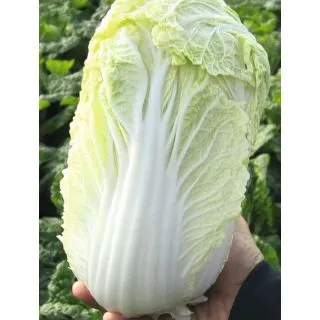 Compra COL CHINA MANOKO F1 Precisión ECOLÓGICA (1.000 Semillas). en la tienda online Fito Agrícola